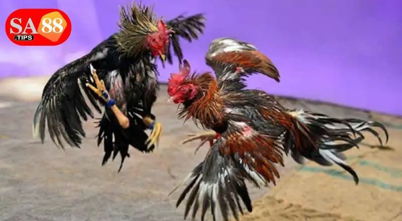 Tìm hiểu nguồn gốc và lý do Đá gà cựa sắt gây sốt