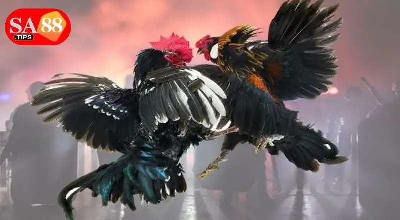 Cách đặt cược đá gà cựa sắt cho người mới