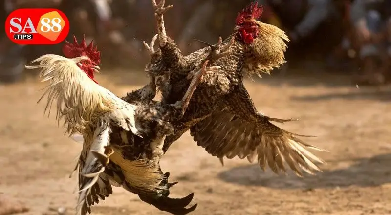 Vài nét về game cược đá gà thomo tại nhà cái SA88 Vài nét về game cược đá gà thomo tại nhà cái SA88