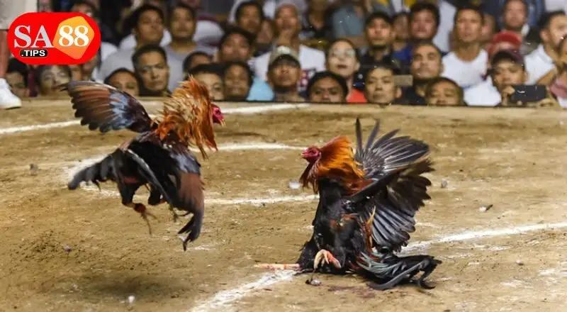 Bí quyết chơi đá gà thomo hiệu quả nên áp dụng Bí quyết chơi đá gà thomo hiệu quả nên áp dụng