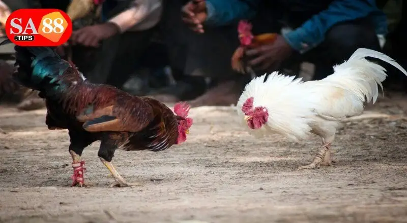 Kinh nghiệm vàng cho người mới bắt đầu với đá gà cựa sắt tại SA88