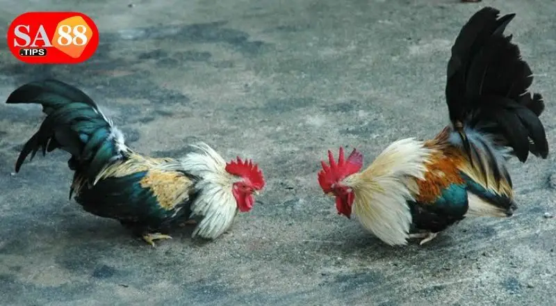 Điểm nổi trội khi chơi đá gà thomo tại SA88 Điểm nổi trội khi chơi đá gà thomo tại SA88